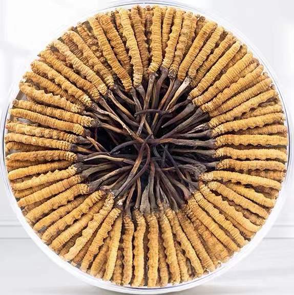 沙依巴克冬虫夏草回收